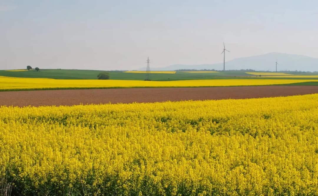 Miód rzepakowy na co? Odkryj jego zdrowotne właściwości i zastosowania