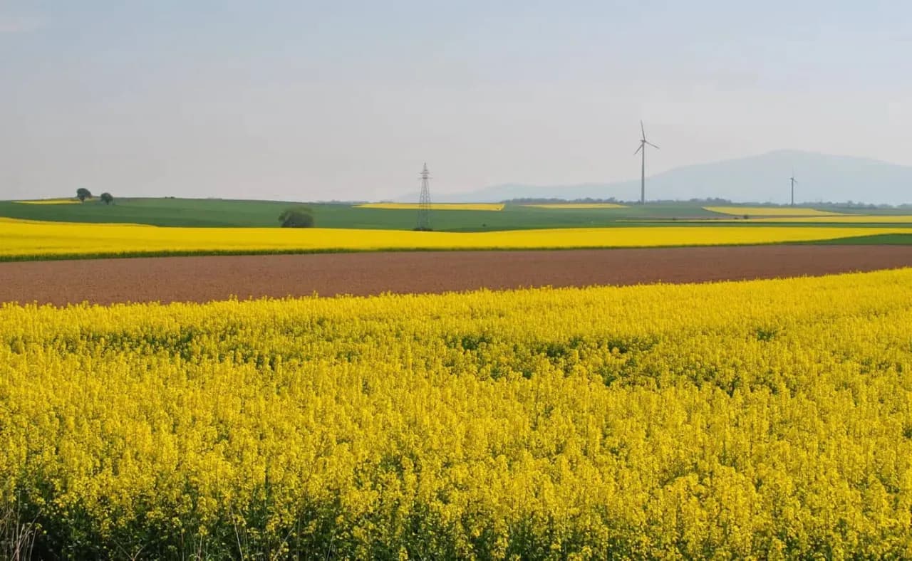 Miód rzepakowy na co? Odkryj jego zdrowotne właściwości i zastosowania