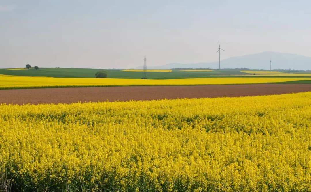Jakie właściwości ma miód rzepakowy i jak może poprawić zdrowie