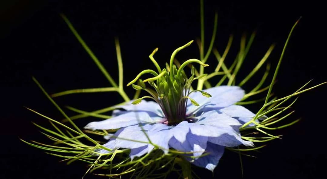 Jak zrobić herbatę z czarnuszki, aby cieszyć się jej zdrowotnymi właściwościami