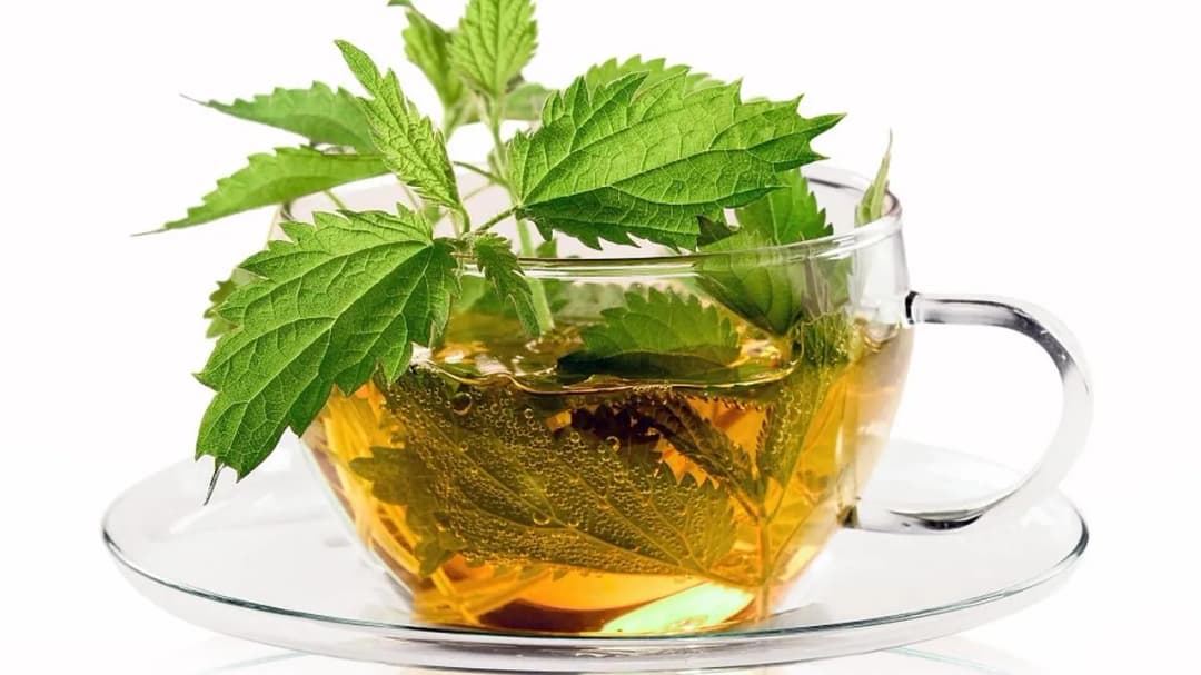 Herbata z pokrzywy jak często pić, by uniknąć negatywnych skutków