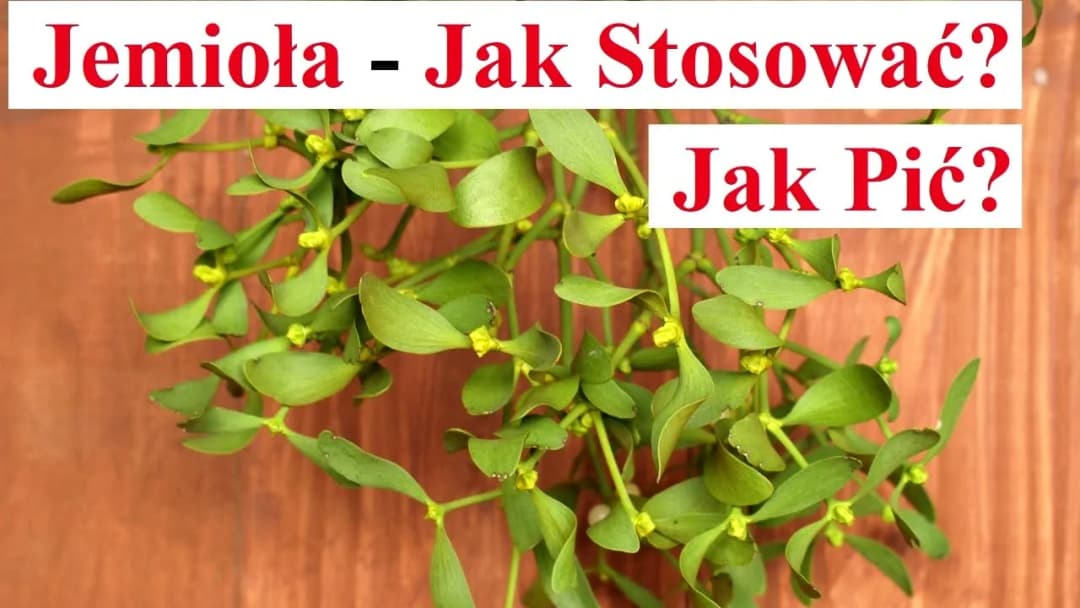 Jak parzyć herbatę z jemioły, aby wydobyć jej pełnię smaku