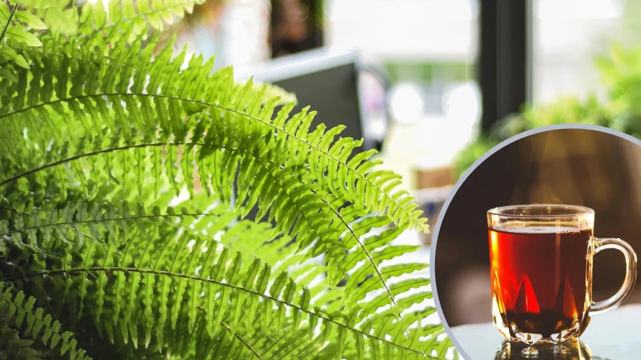 Fusy z herbaty do jakich roślin - odkryj ich niezwykłe korzyści
